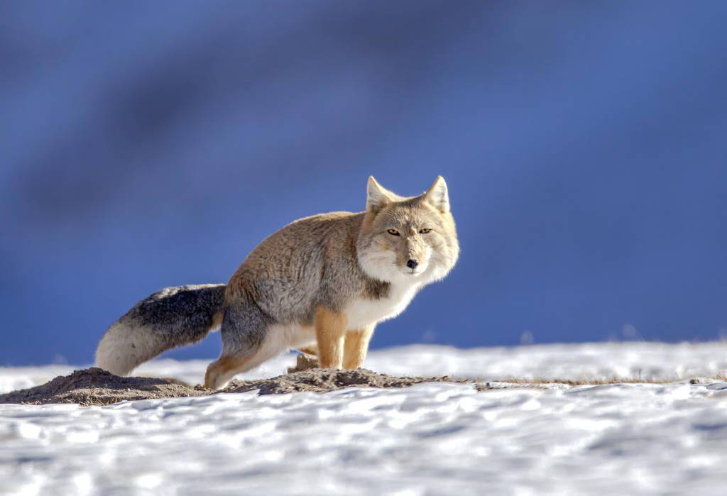 意外走红的藏狐,你真的了解吗?_视觉_中国_保护