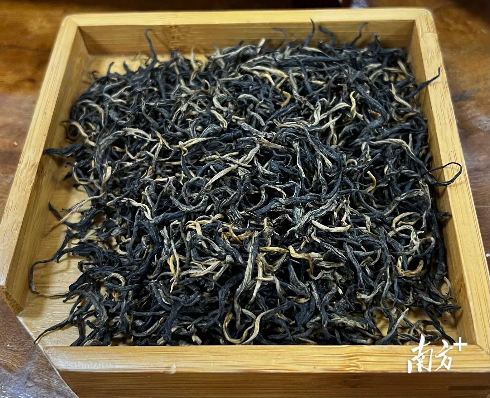 金毛毫,金毫怎么区分?走,去英德红茶园逛逛!_英红镇_茶叶_品种