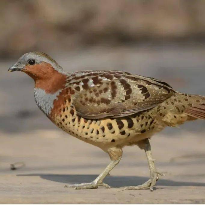 锦江河畔新晋网红,这次是一群鸟_成都_鸟类_苍鹭