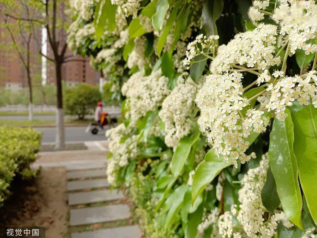 什么花的花语是血腥(什么花的花语是血腥的意思)