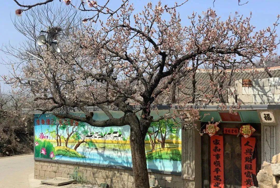 龙口石良有个小山村,藏着许多故事. ._村里人_村民_蓬莱市