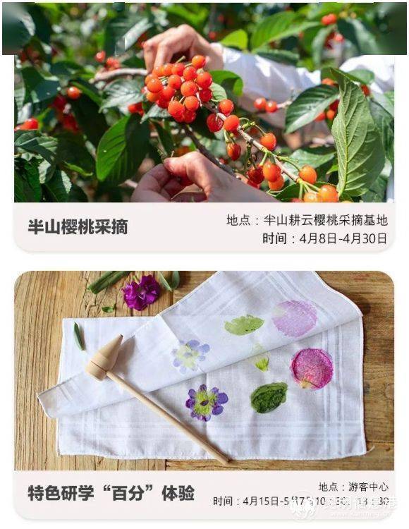 赤鹫樱桃节图片