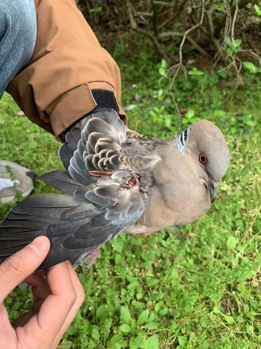 爱心相伴 · 愿斑鸠重获自由_长沙市_保护_救助者