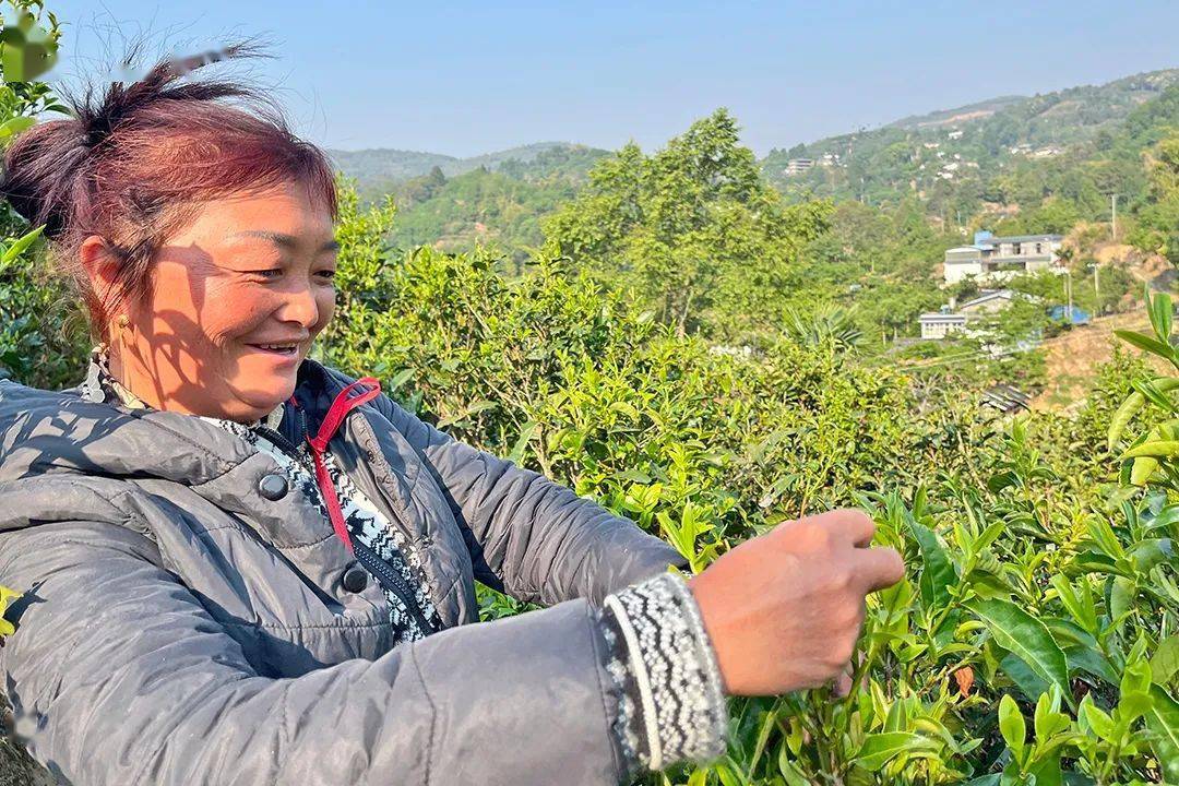 保山| 漭水:春到茶山采茶忙_茶叶_黄家寨_茶树