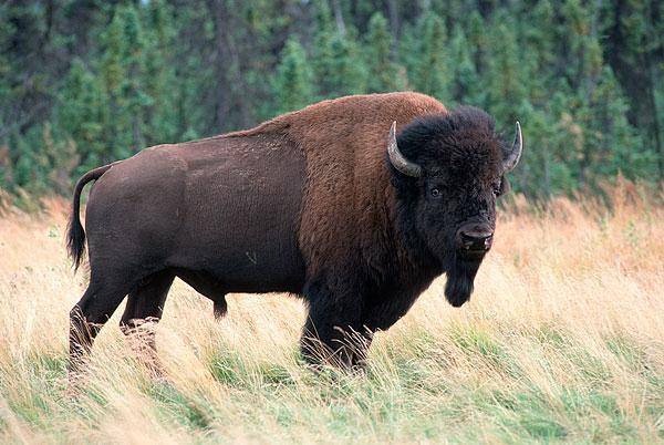 美洲野牛:雄性交配前,先将工具按到草丛中摩擦