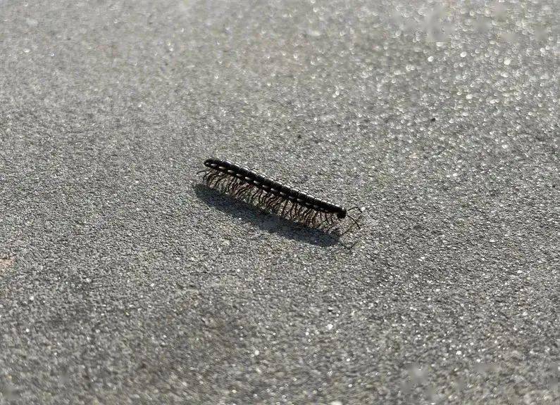 ""光看就感觉头皮发麻