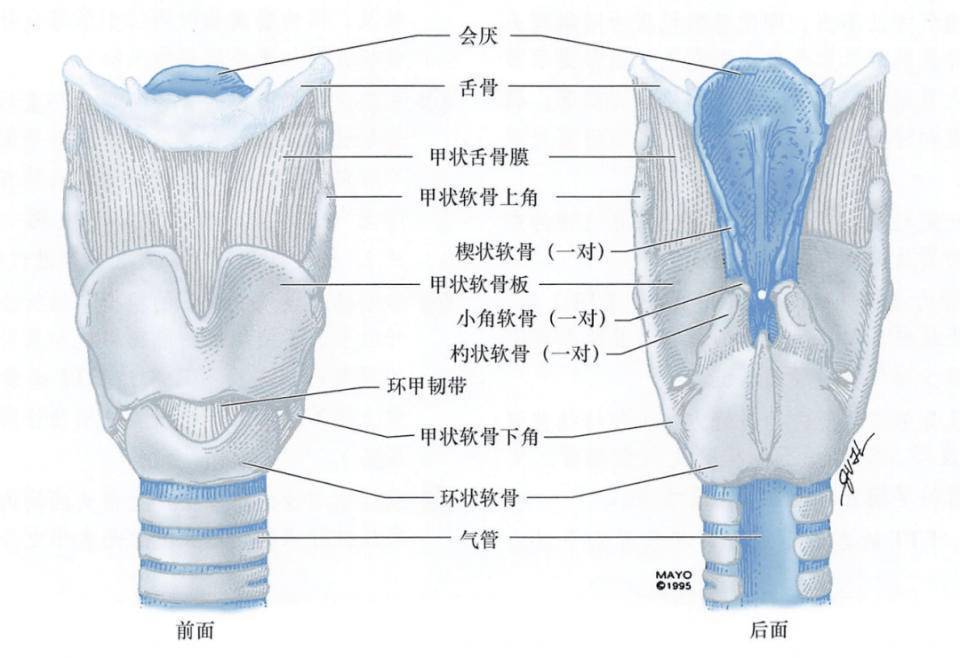 男子剧烈呕吐后声音嘶哑喝水都怕呛,原来是喉部有关节脱位了_孟先生_声带_症状