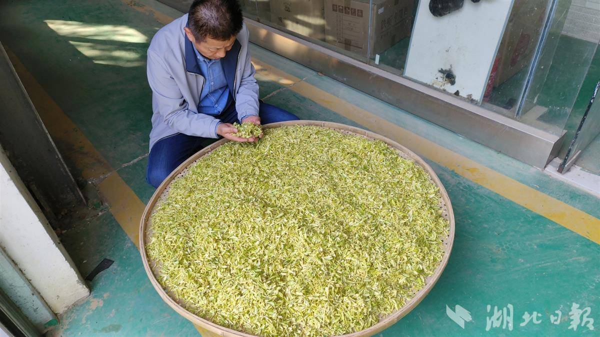 阳春三月试新茶 新洲旧街白茶新品"汉白一号"上市_武汉市_茶叶_品牌