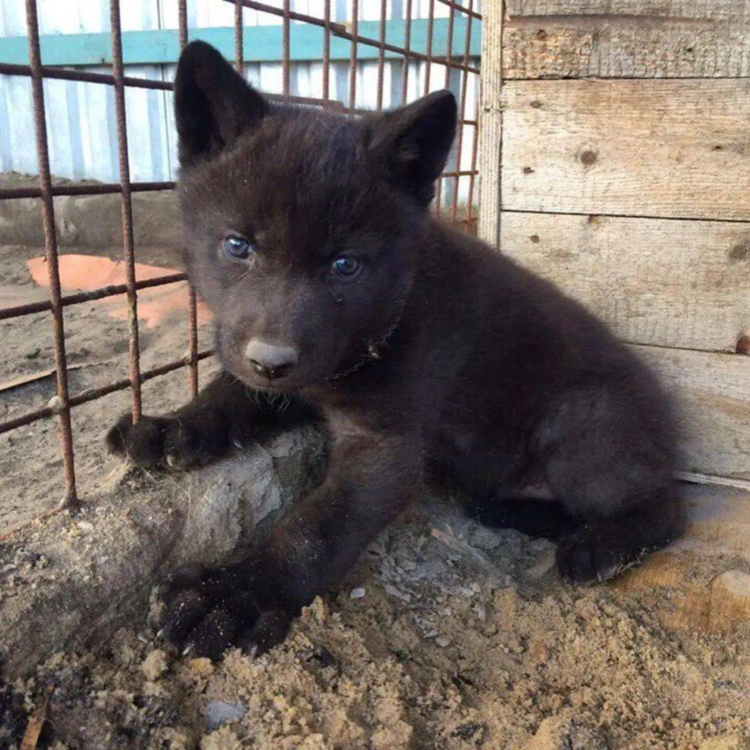 捡回来一只蓝眼雪橇犬，4个月后带去看兽医：这不是狗！！