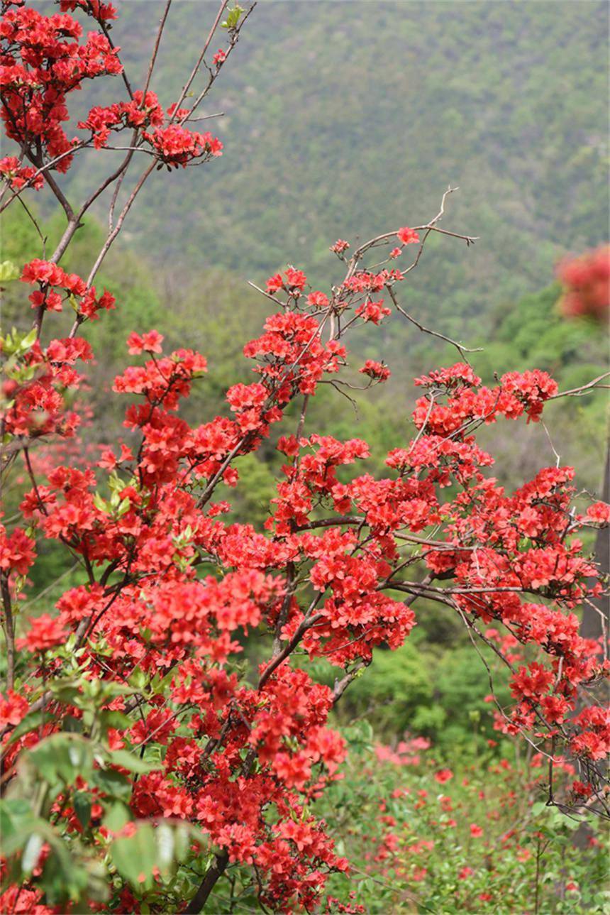 杜鹃花（杜鹃花什么时候开花） 第2张