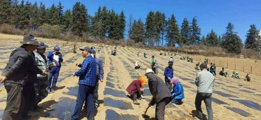 桑坝乡:田间地头种药忙_种植_中药材_群众