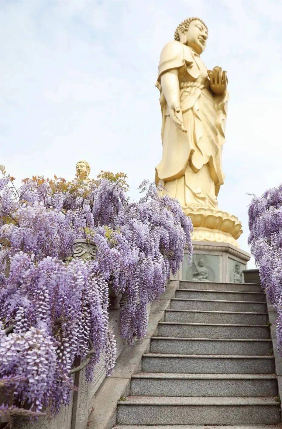 【龙庄有礼】紫绶朱衣,春光中蕴藏着的别样智慧._紫色_书签_桃花