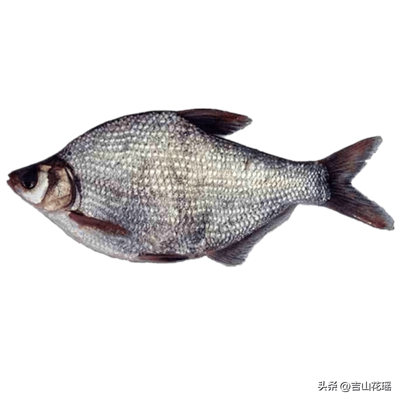团头鲂亲鱼培育技术_水质_池塘_管理