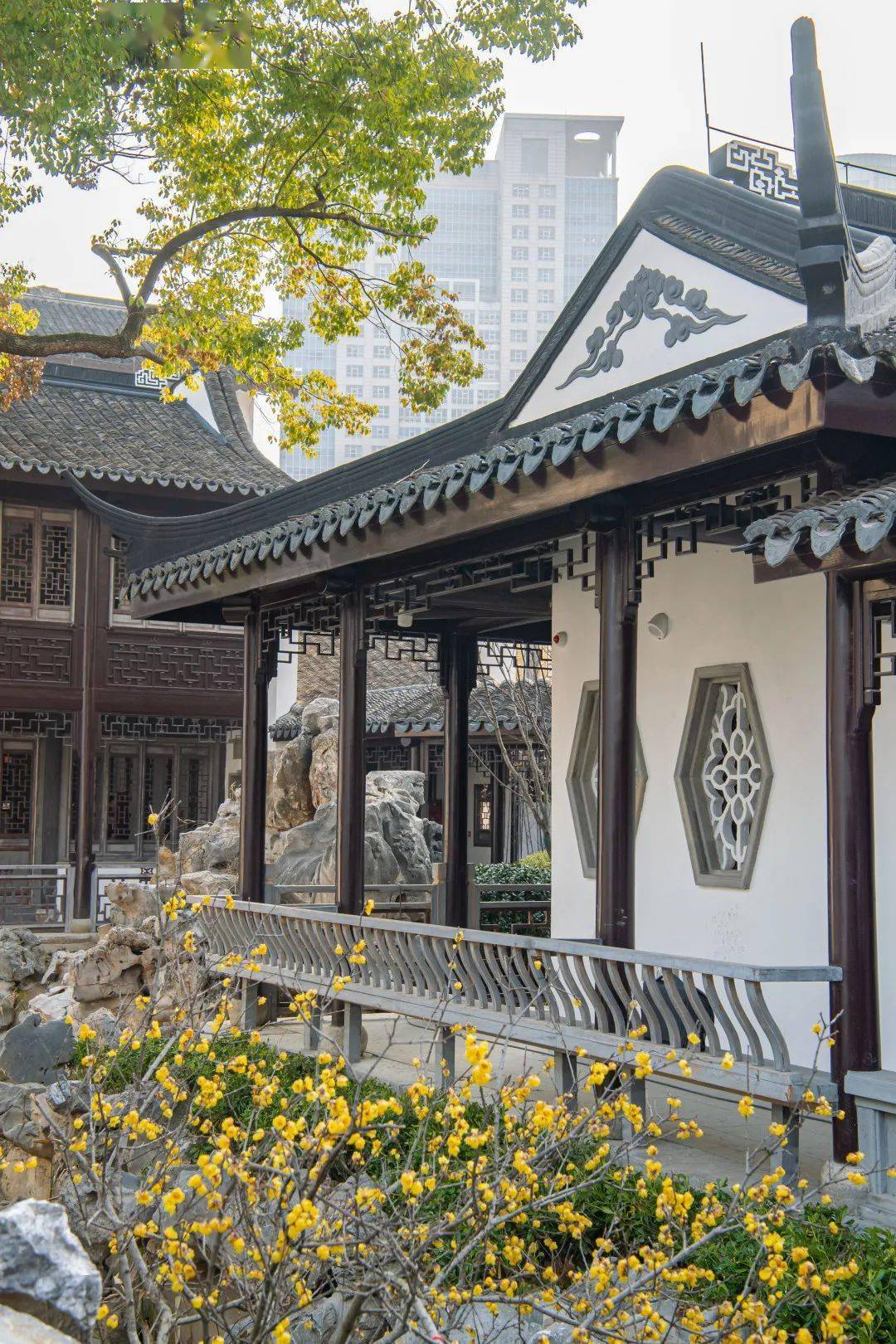 小桥流水,曲径通幽,引人入胜近园,未园,意园,东第园修缮提升,串珠成链