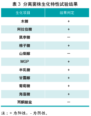 鹑鸡肠球菌图片