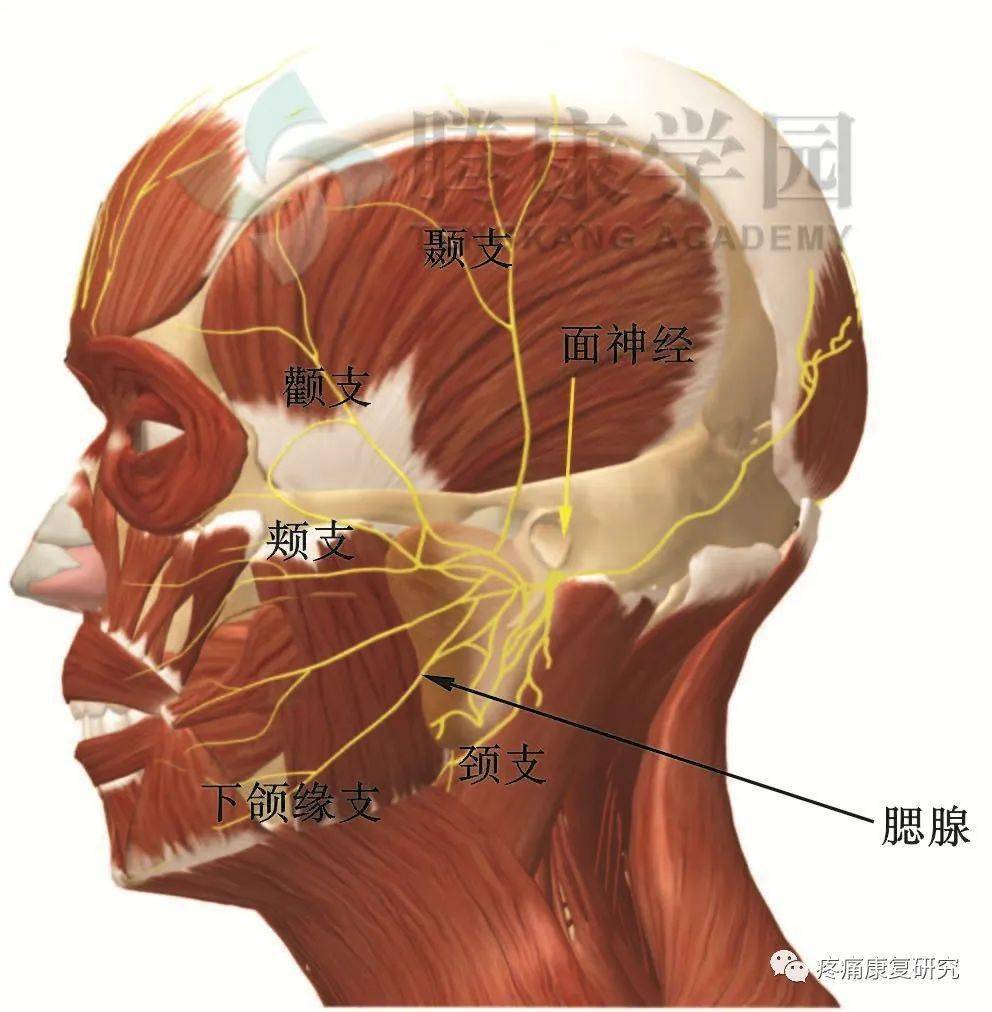 ④下頜緣支:分佈於下唇諸肌;③頰支:支配頰肌,口輪匝肌及其他口周圍肌