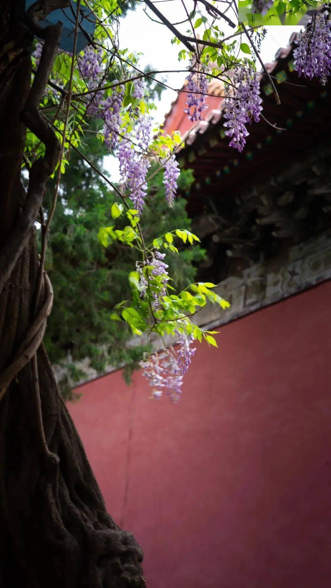 爛漫奪目紫藤開,香風拂面花如瀑_泰山_紫色花_景區