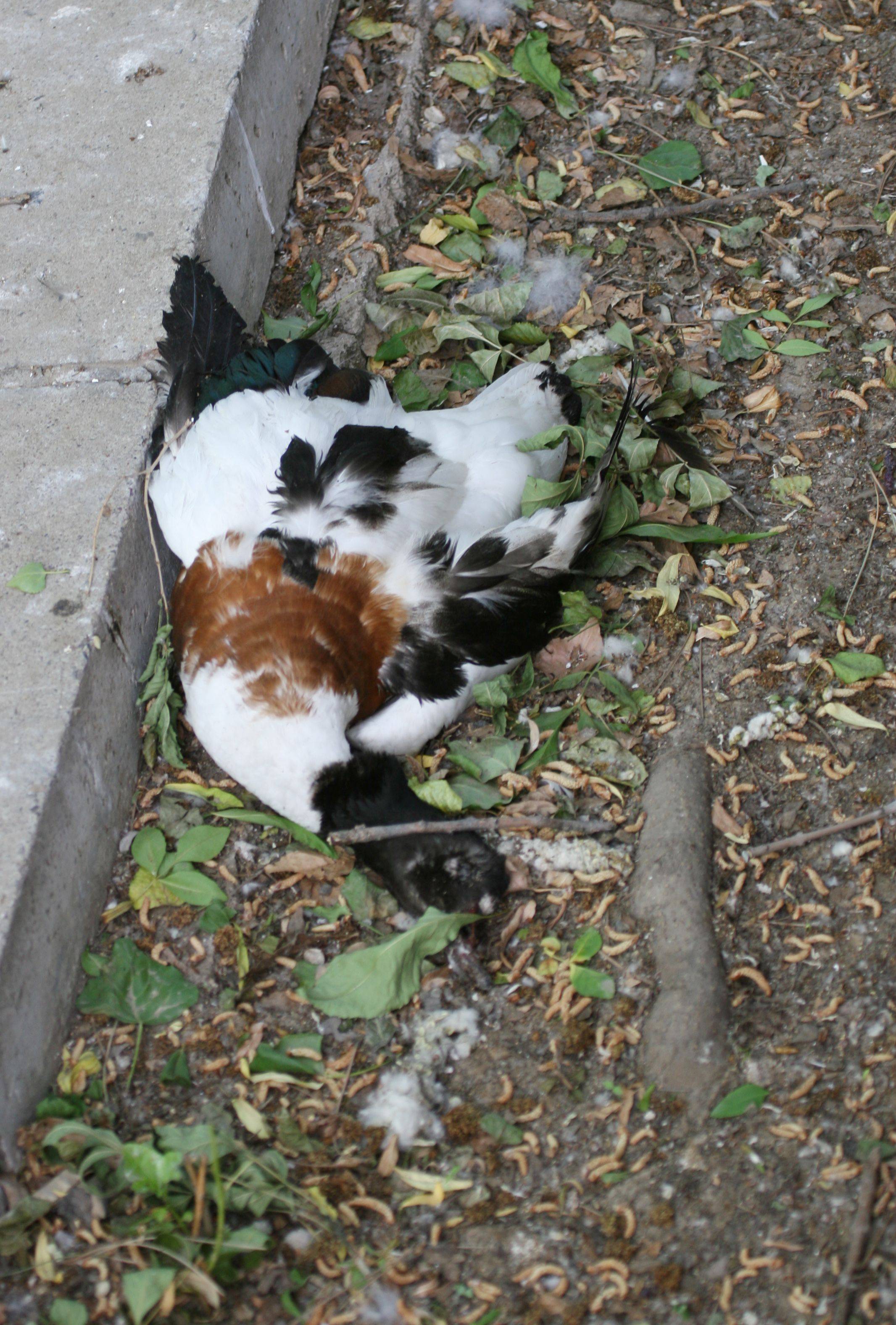 2007年5月,被打死的银鸥.2007年1月,被打死的斑鸠和麻雀.