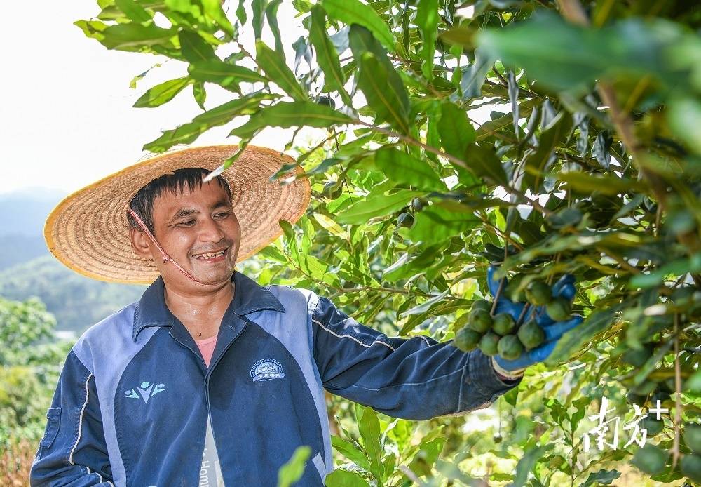 茶油树（茶油树怎么种植油茶树怎么管理） 第4张