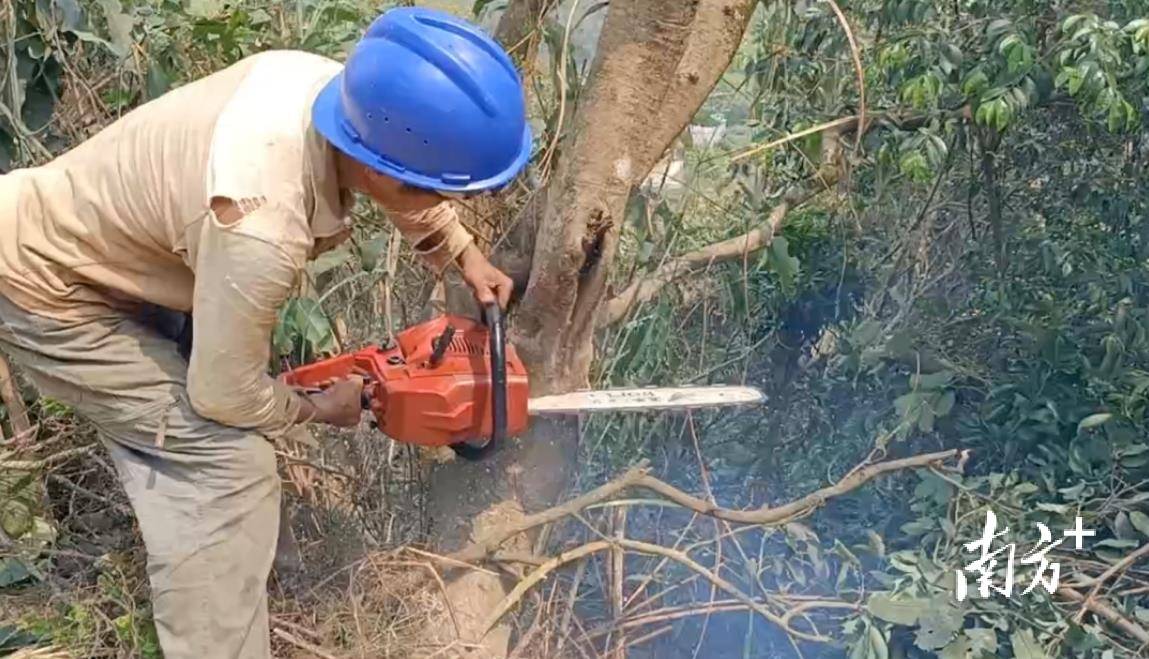 “荔”久弥新,信宜丁堡盘活数千亩荔枝资源_进行_丁堡镇_品种
