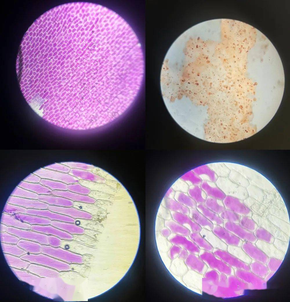 显微镜的调试,试剂的配制,花生种子的浸泡等等,在充足的准备下,学生们