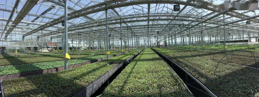 以农业科技示范推广为核心,园区累计示范推广粮油,蔬菜,水果,中药材