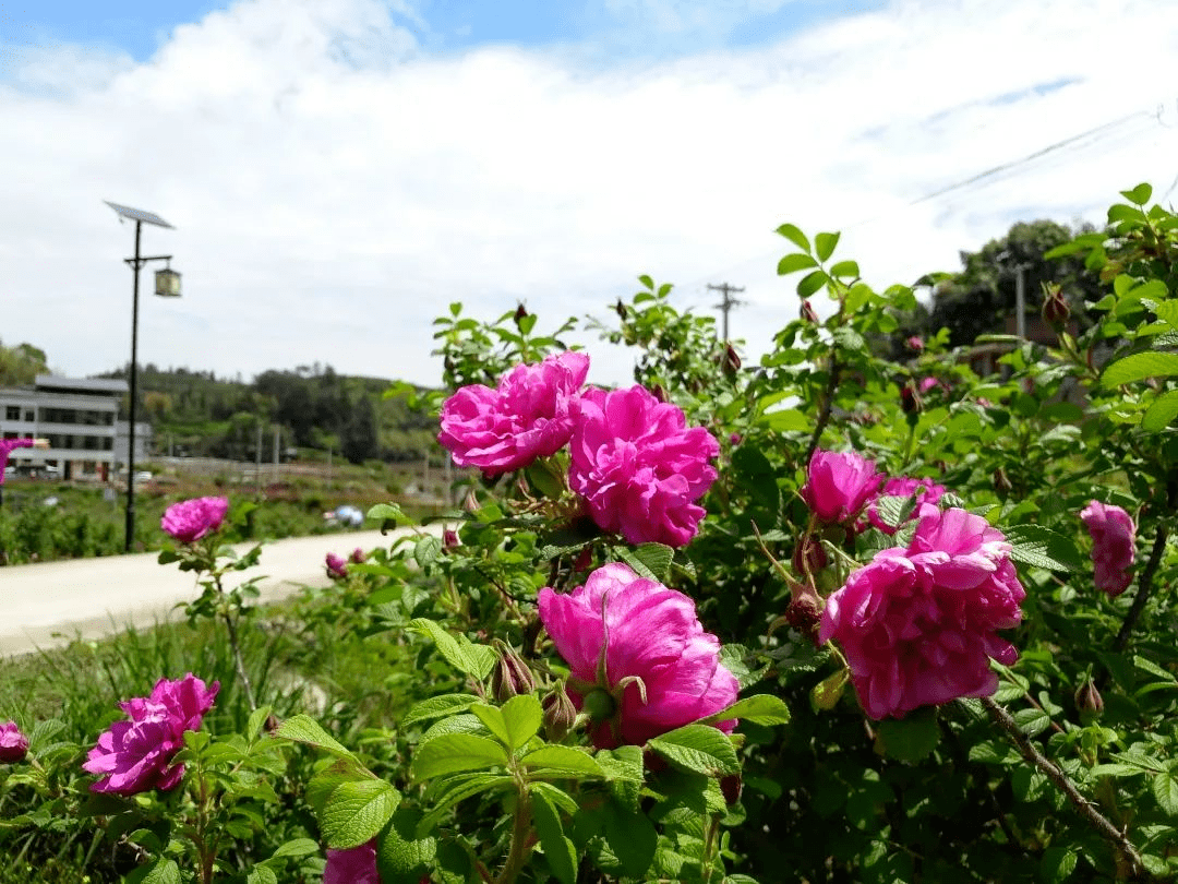 玫瑰嘉年华将浪漫来袭~_仁量_汉服_活动