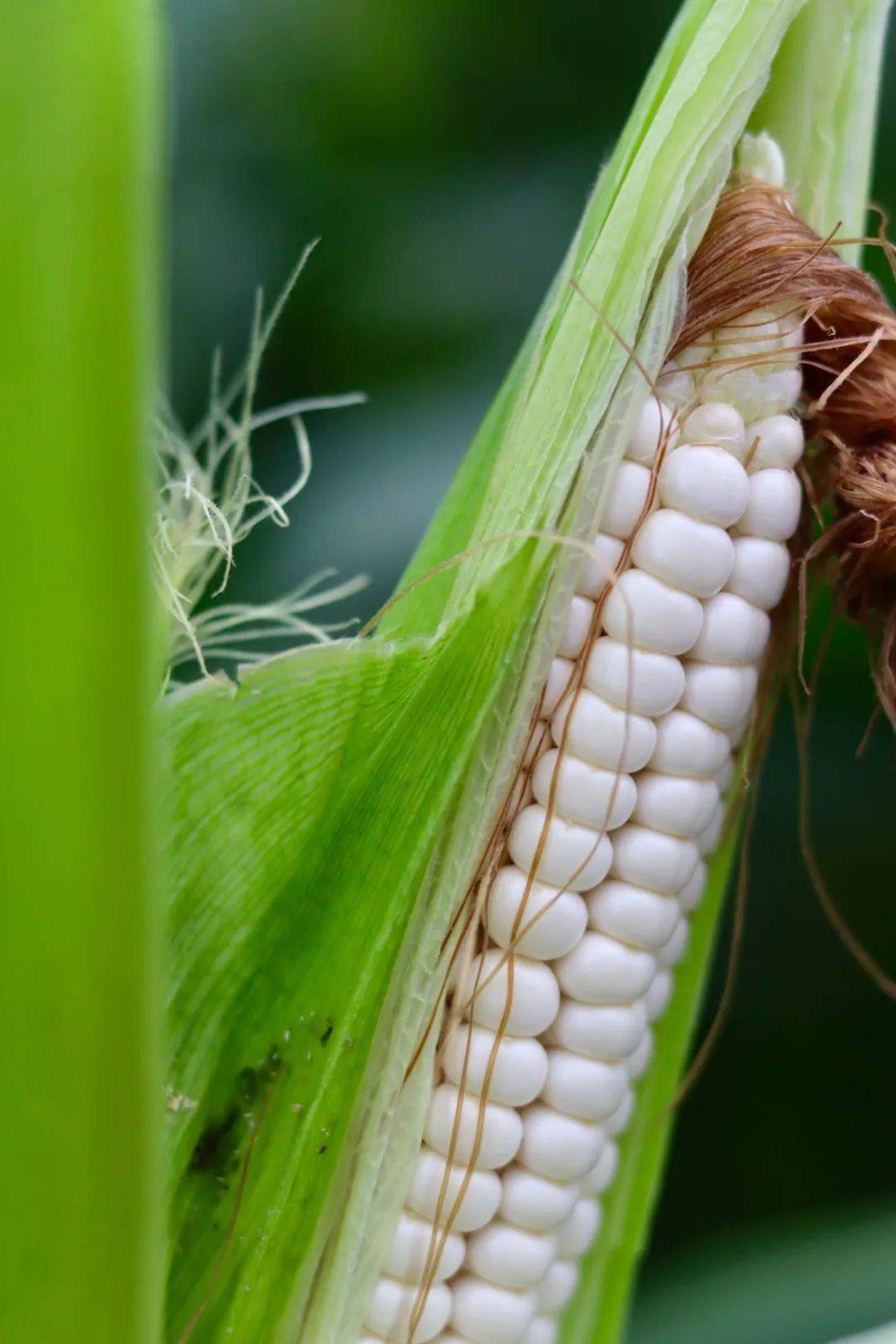 来自西双版纳的袖珍白糯玉米,清香软糯,略带甘甜_口感_美味_价格