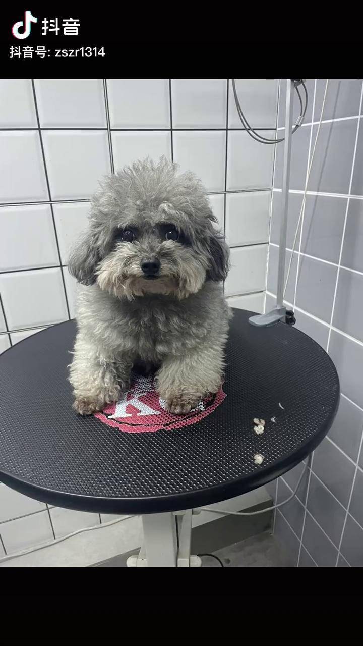 的交给时间～宠物美容造型 宠物店日常 今日份小可爱已上线 灰泰迪