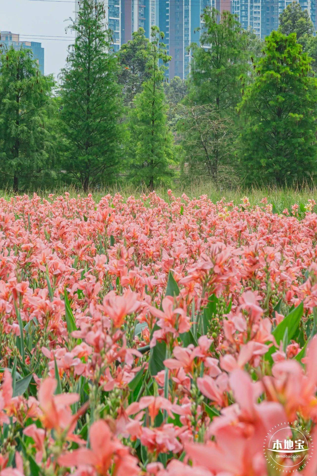 一起来邂逅这片粉色的美人蕉花海!_公园_龙华区_竹村