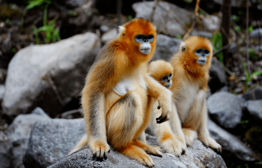 开赛倒计时3天丨梵净山自然保护区的精灵— 黔金丝猴