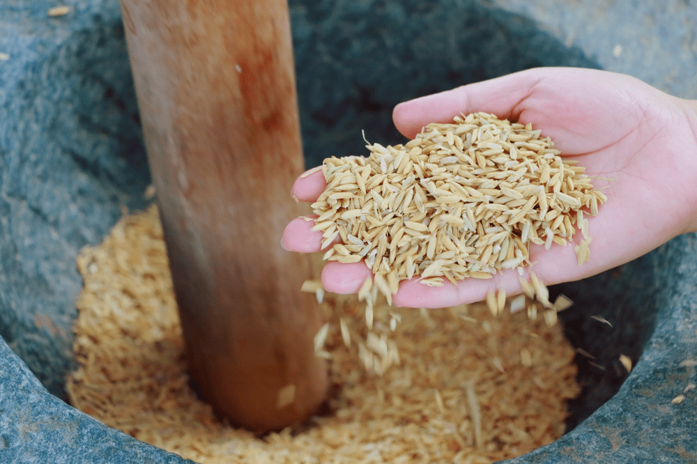 就可以帮助稻谷慢慢脱掉它的外壳啦~大米旅行第二站:扇米∨舂打后的