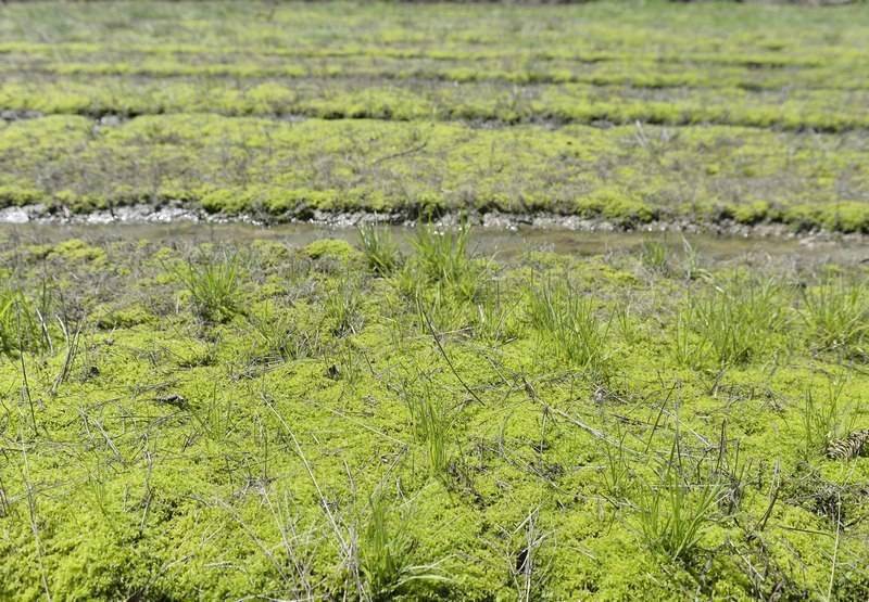 贵州大方:海花把"锈水田"变"致富田"_种植_产业_何志刚