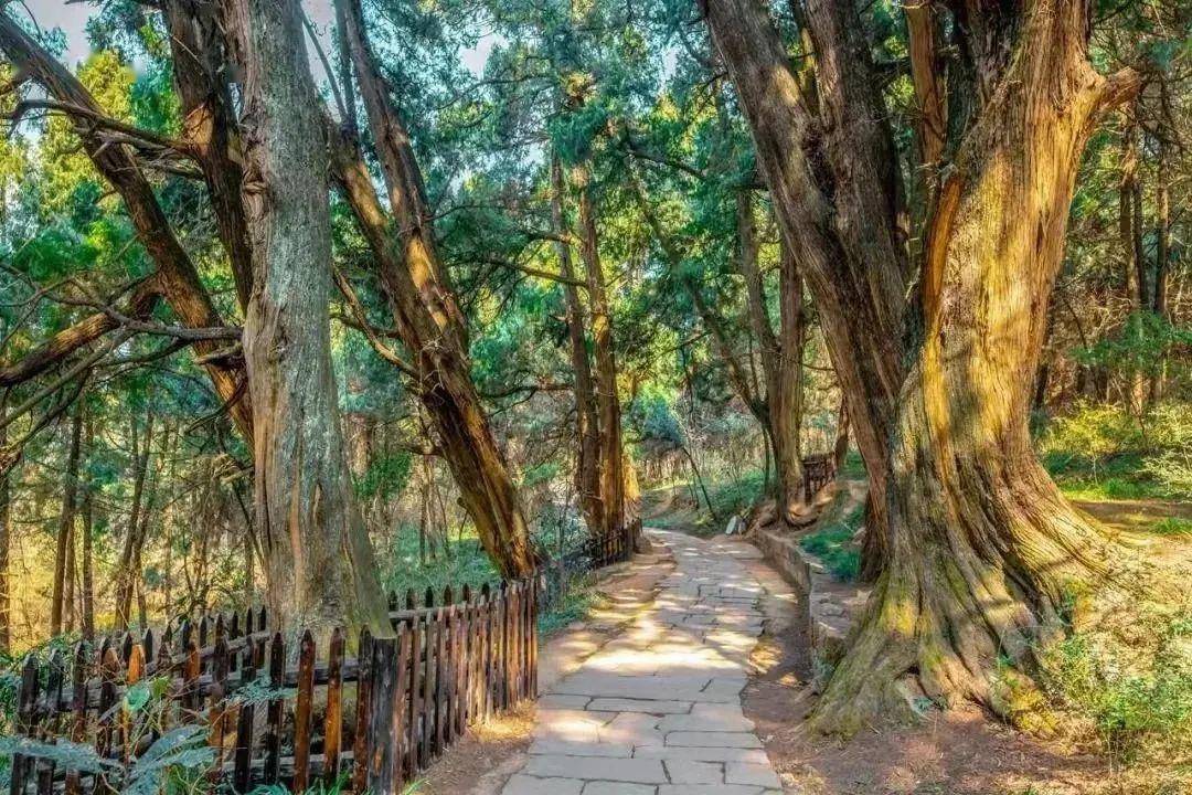 快来广元翠云廊乘凉吧_避暑_树木_古道