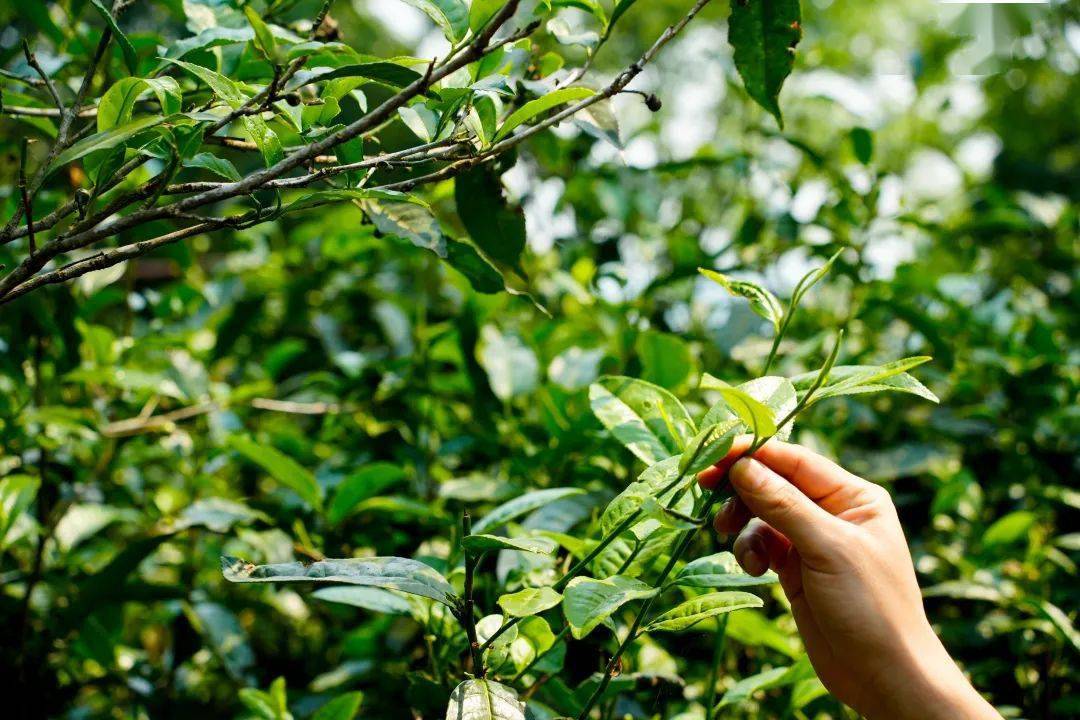 2023茶山行第二站 | 走进南糯山,探访古茶园,体验采茶,制茶,品茶之旅