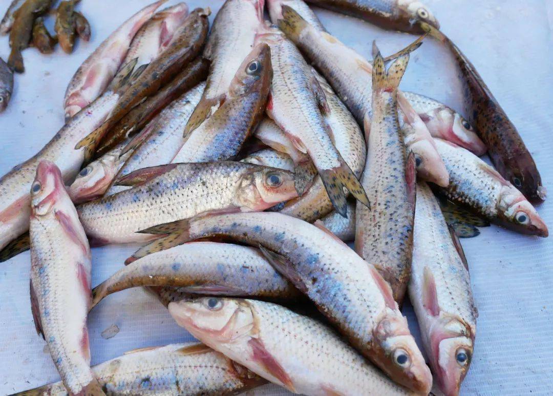 开江鱼上市,探寻春日第一"鲜"_三花_学名_个体