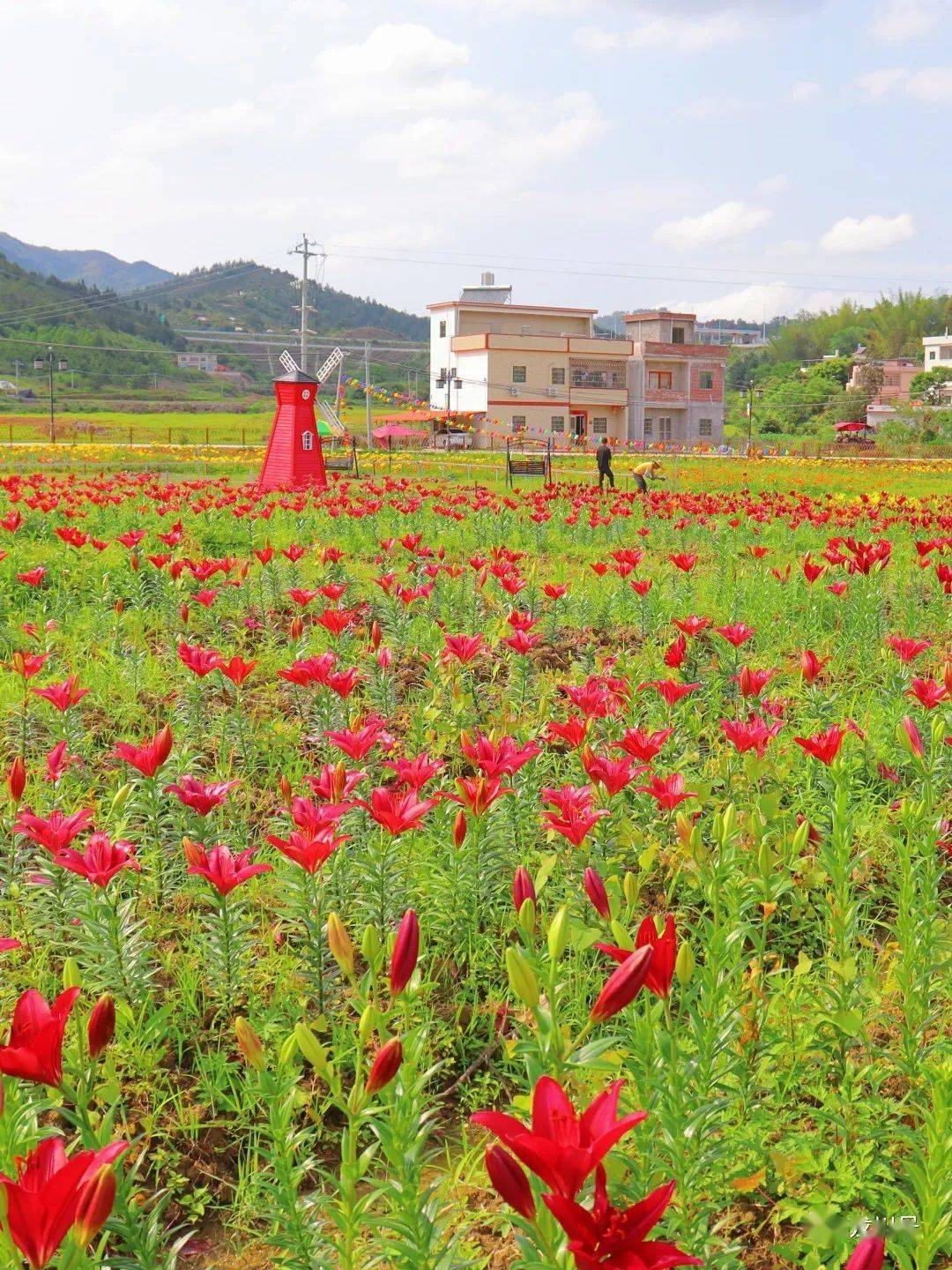 龙川四都花海图片