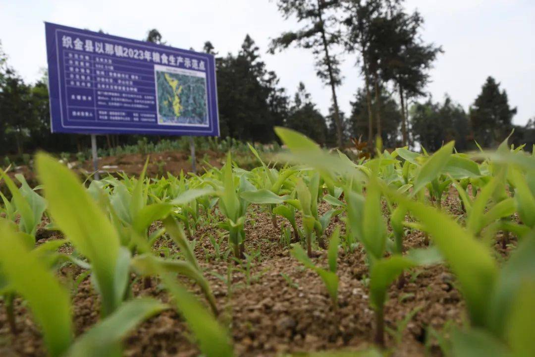 织金:复合种植助农实现"一地双收"_大豆_技术_土地