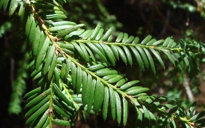 王者荣"药":紫杉醇_wani_树皮_博士