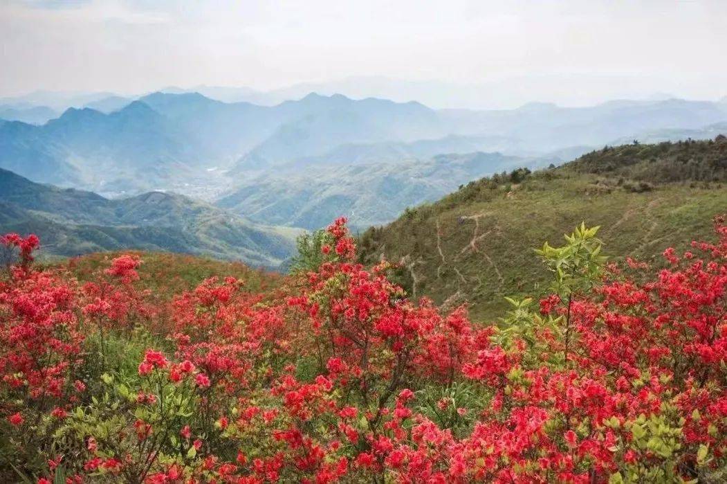 太湖山古道竣工!徒步可賞爛漫杜鵑花_建設_黃岩_沙埠鎮