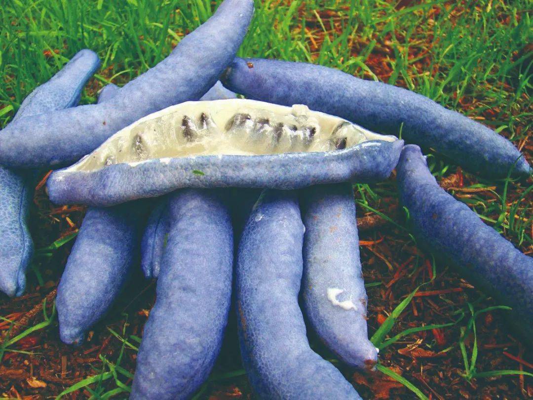 来一场神奇的蓝色盛宴_果皮_香蕉_食物