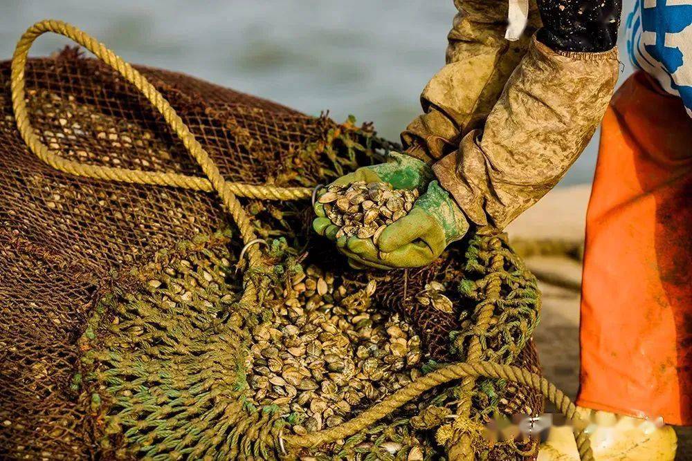第十八届红岛蛤蜊节4月29日启幕,欢乐嘉年华贯穿五一_文化_市集_青岛