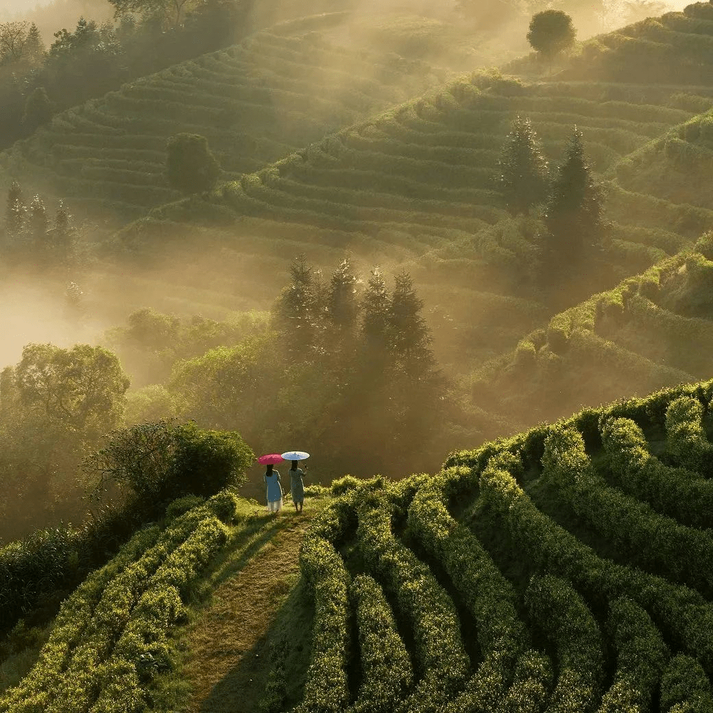 "2023中国·浮梁茶"主题摄影大赛获奖名单出炉!_茶园_评审团_作品