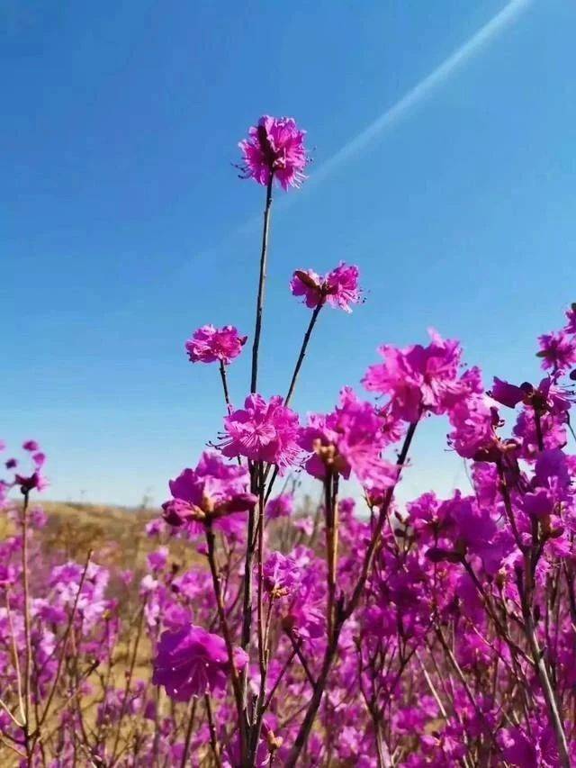 扎兰屯赏杜鹃花2日游