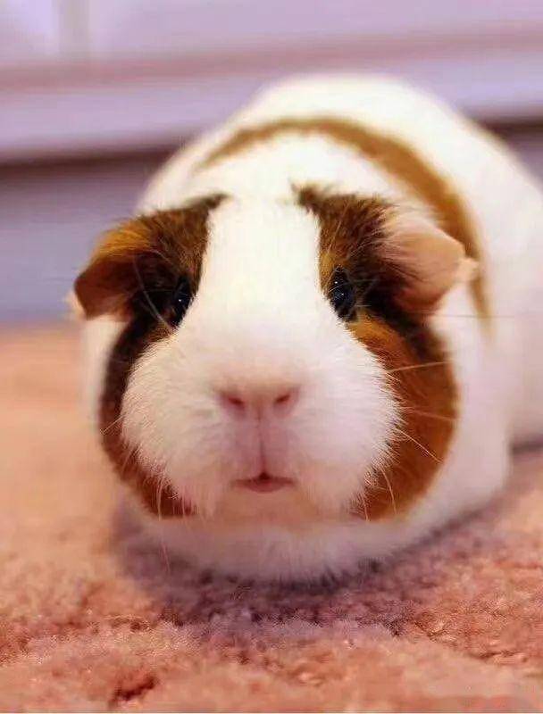 松鼠_豚鼠_荷兰