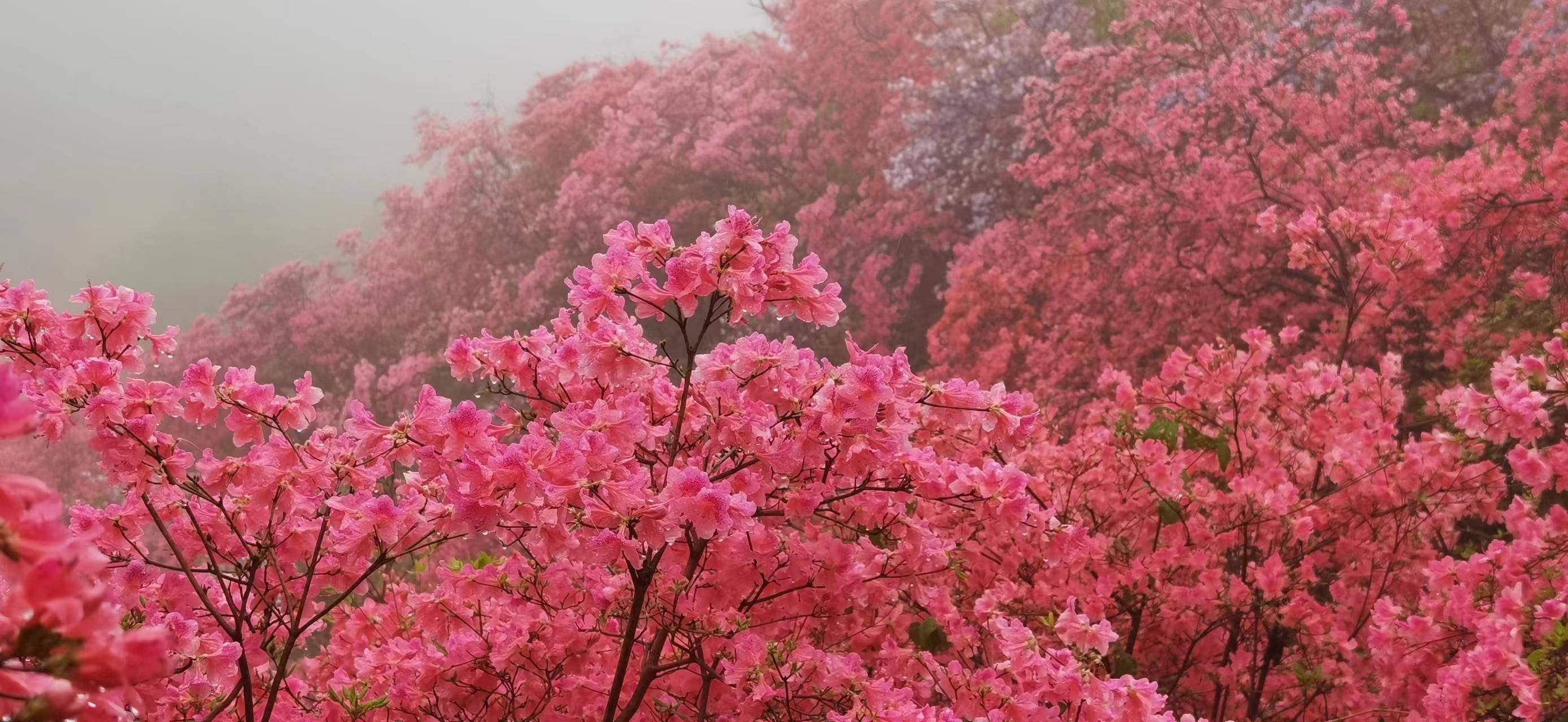 第三届鲁山杜鹃花节开幕_旅游资源_开幕式_丝绸