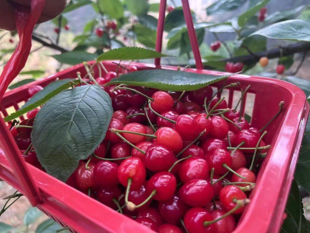 织金县官寨乡:"樱"有尽有助力群众增收_樱桃_游客_产业
