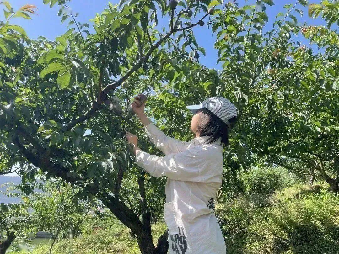 学习先进模范 | 劳动者风采:杨蕊铭誓把荒山变金山_武山_边红李_发展