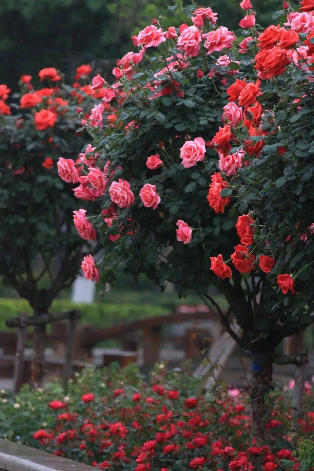 快来这里看月季花展~