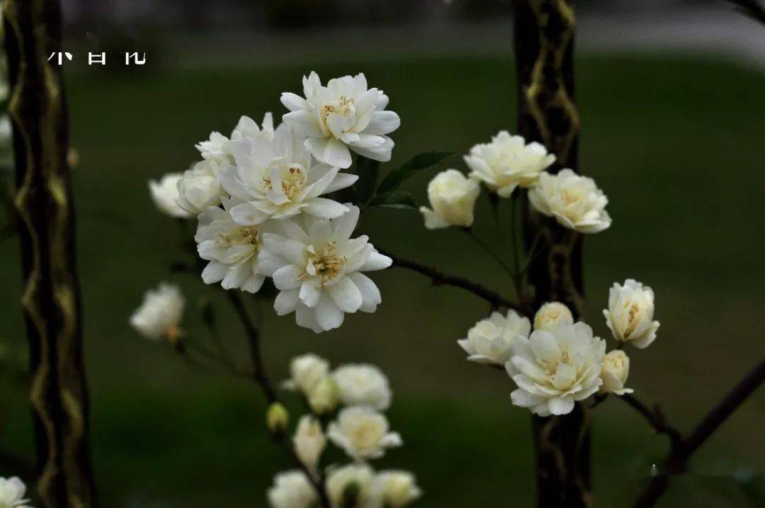 川田達懿『薔薇』 - lds.com.np